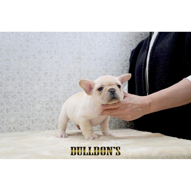 販売中の東京都のフレンチブルドッグ-431793の8枚目