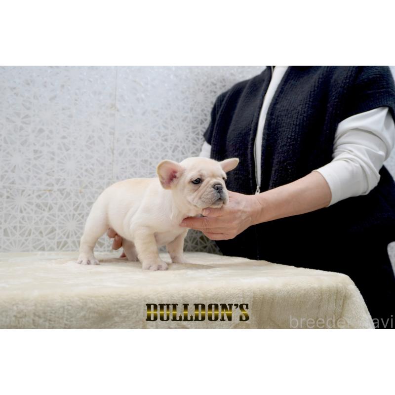 販売中の東京都のフレンチブルドッグ-431793の7枚目