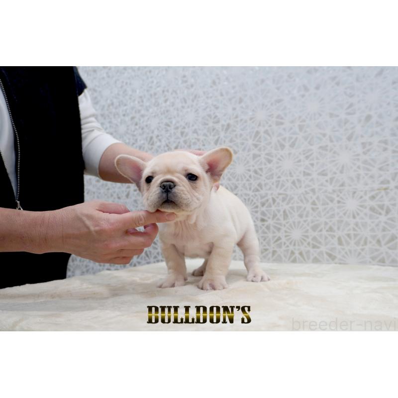 販売中の東京都のフレンチブルドッグ-431793の5枚目