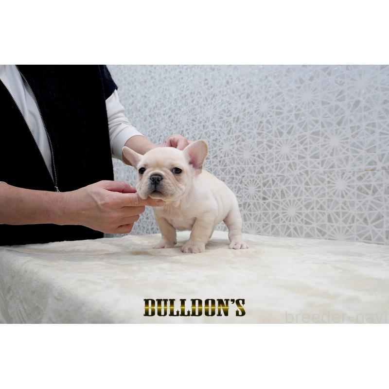 販売中の東京都のフレンチブルドッグ-431793の4枚目