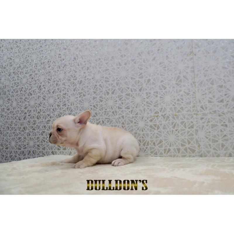 販売中の東京都のフレンチブルドッグ-431793の2枚目
