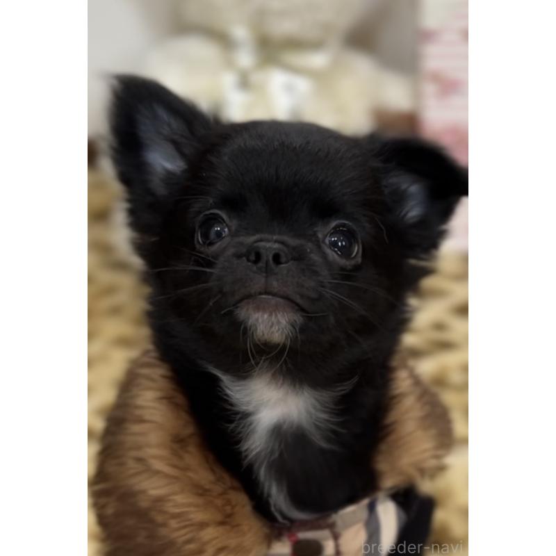 販売中の広島県のチワワ(ロングコート)-425930