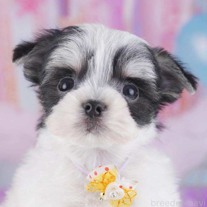 販売中の神奈川県のチワマル:チワワ×マルチーズ-431797