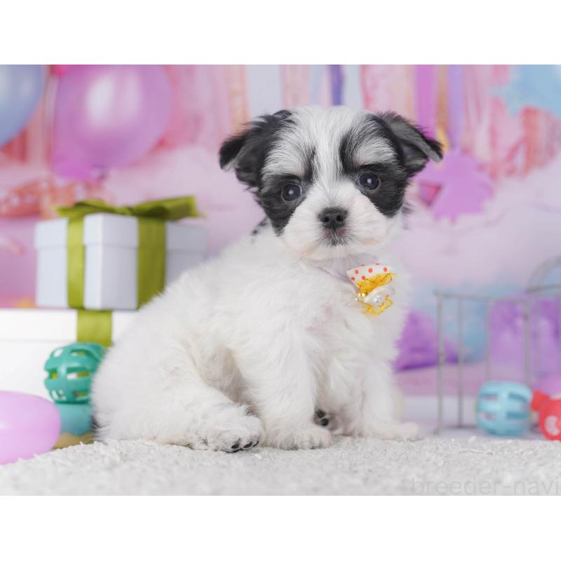 販売中の神奈川県のチワマル:チワワ×マルチーズ-431797の14枚目