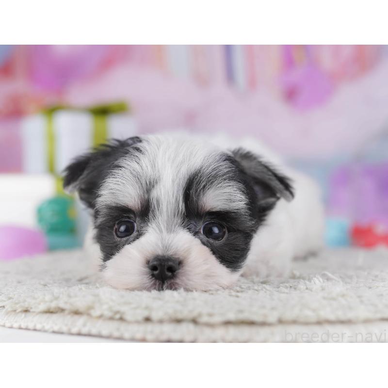 販売中の神奈川県のチワマル:チワワ×マルチーズ-431797の13枚目