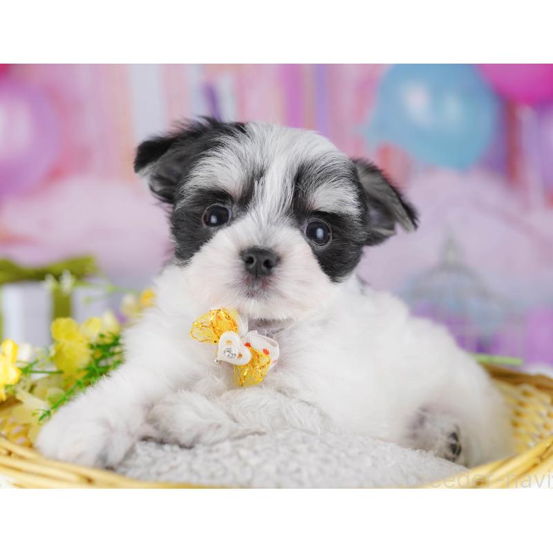 販売中の神奈川県のチワマル:チワワ×マルチーズ-431797の12枚目