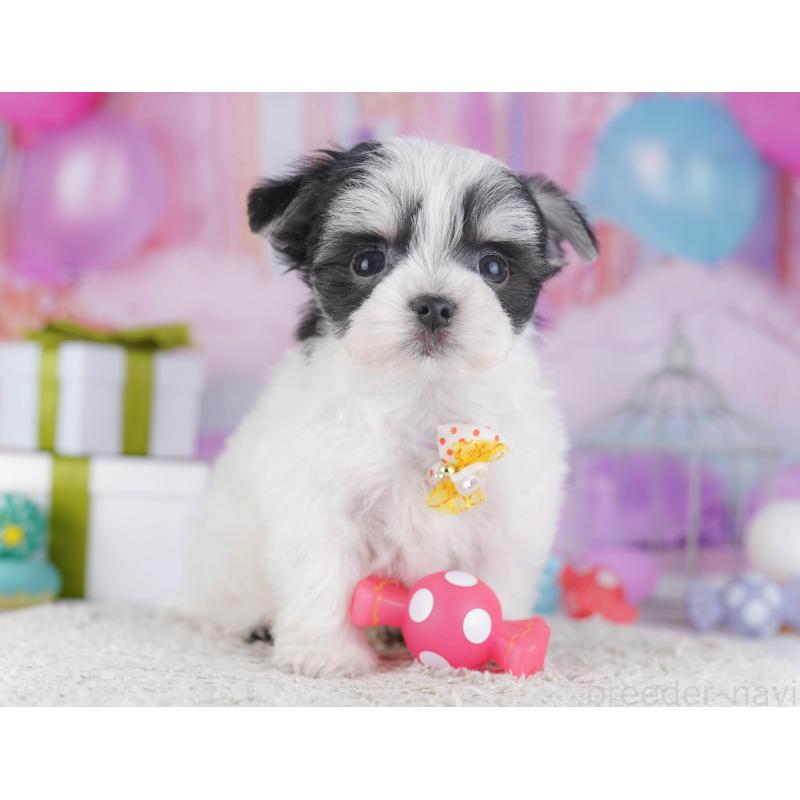 販売中の神奈川県のチワマル:チワワ×マルチーズ-431797の11枚目