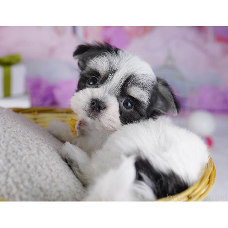 販売中の神奈川県のチワマル:チワワ×マルチーズ-431797の10枚目