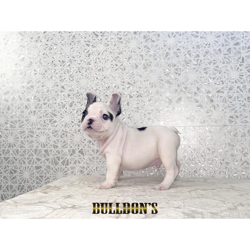 販売中の東京都のフレンチブルドッグ-431794の1枚目