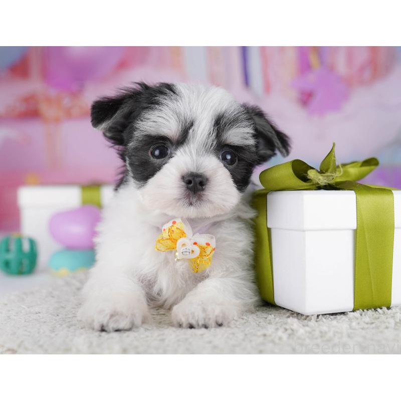 販売中の神奈川県のチワマル:チワワ×マルチーズ-431797の9枚目