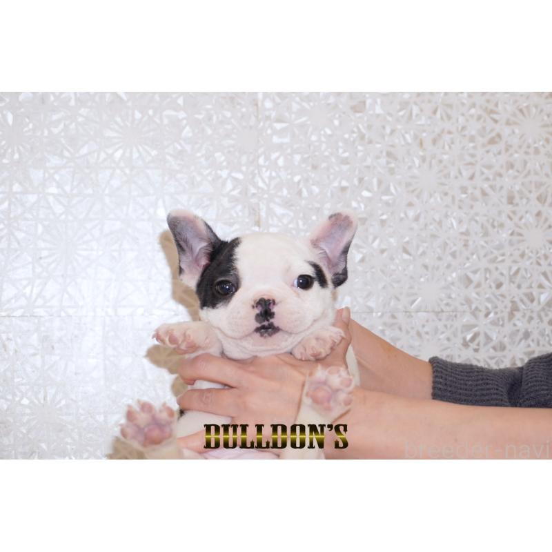 販売中の東京都のフレンチブルドッグ-431794の9枚目