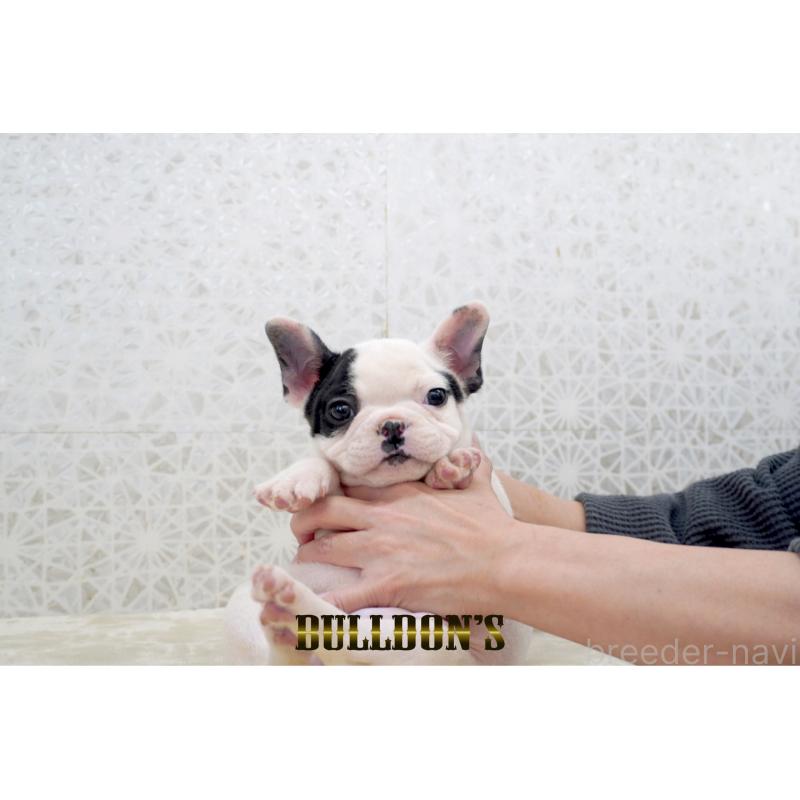 販売中の東京都のフレンチブルドッグ-431794の8枚目