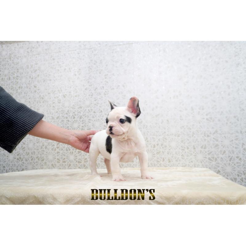 販売中の東京都のフレンチブルドッグ-431794の7枚目