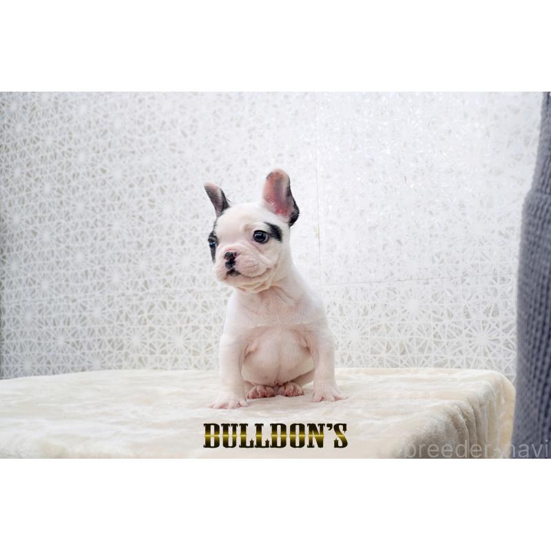 販売中の東京都のフレンチブルドッグ-431794の6枚目