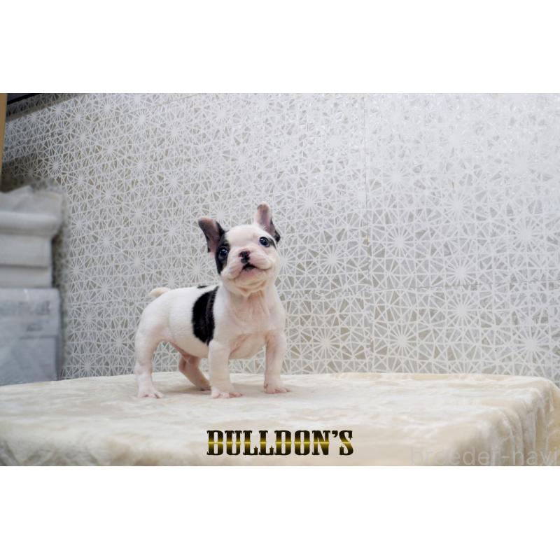 販売中の東京都のフレンチブルドッグ-431794の5枚目