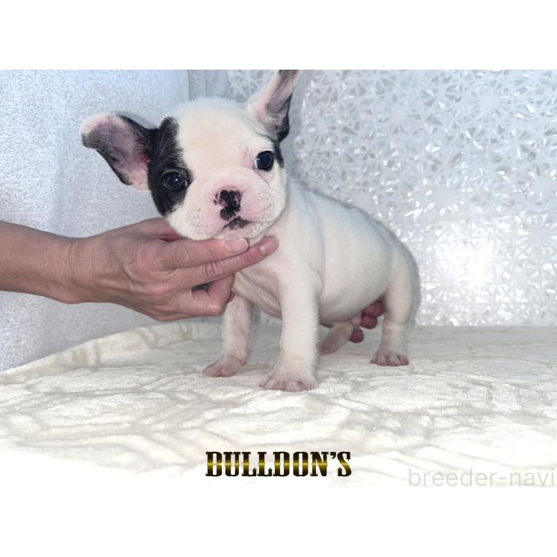 販売中の東京都のフレンチブルドッグ-431794の4枚目
