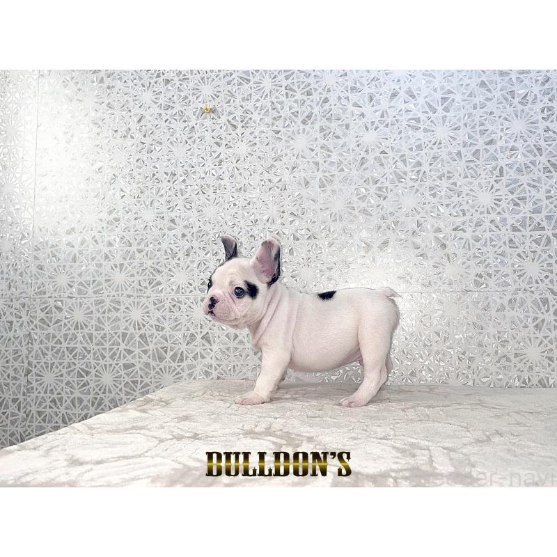 販売中の東京都のフレンチブルドッグ-431794の3枚目