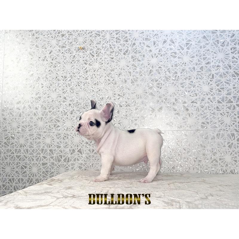 販売中の東京都のフレンチブルドッグ-431794の2枚目