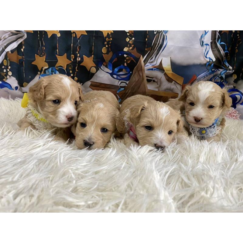 販売中の神奈川県のマルプー:マルチーズ×トイプードル-431795の11枚目