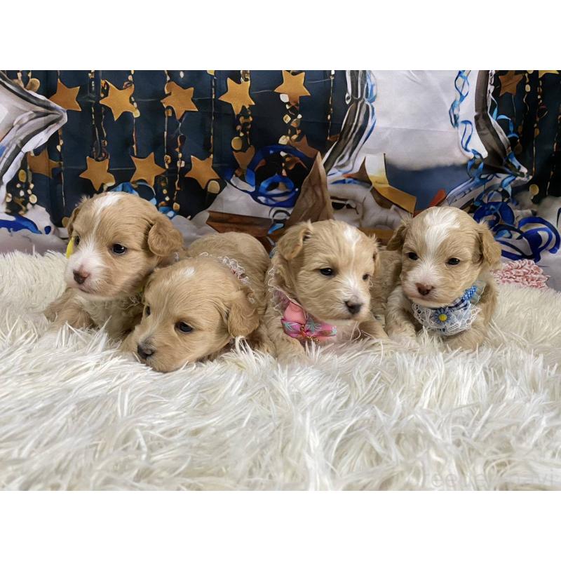 販売中の神奈川県のマルプー:マルチーズ×トイプードル-431795の9枚目