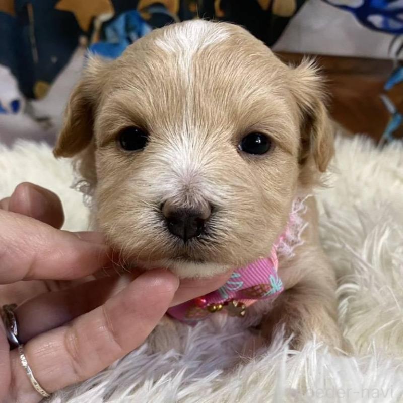 販売中の神奈川県のマルプー:マルチーズ×トイプードル-431795の1枚目