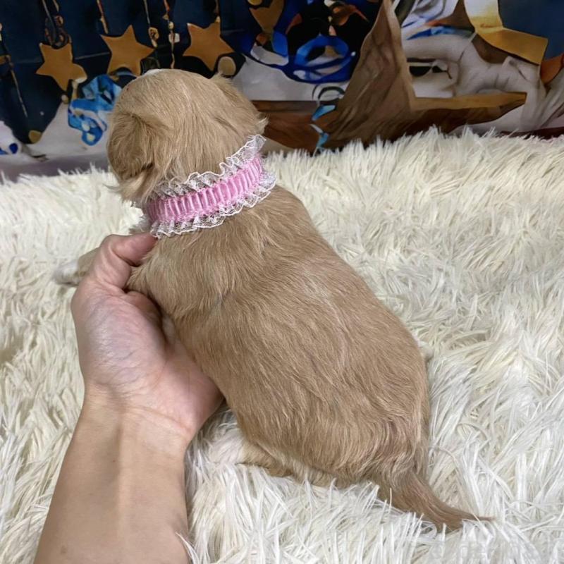 販売中の神奈川県のマルプー:マルチーズ×トイプードル-431795の6枚目