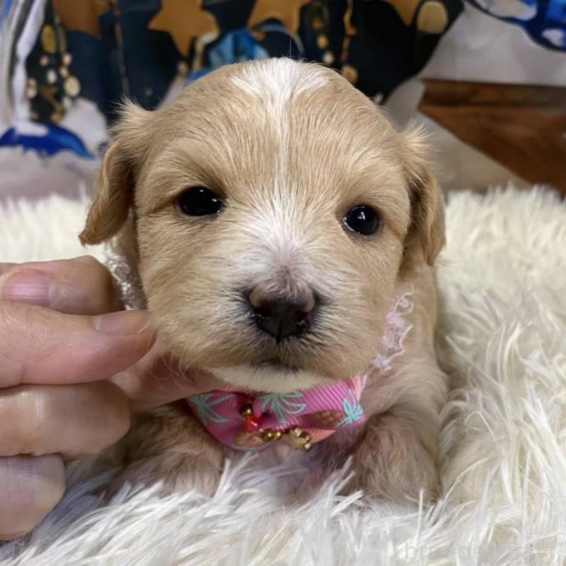 販売中の神奈川県のマルプー:マルチーズ×トイプードル-431795の5枚目