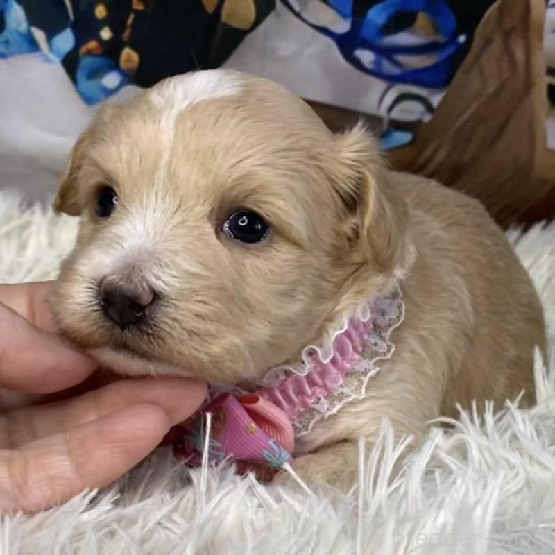 販売中の神奈川県のマルプー:マルチーズ×トイプードル-431795の4枚目