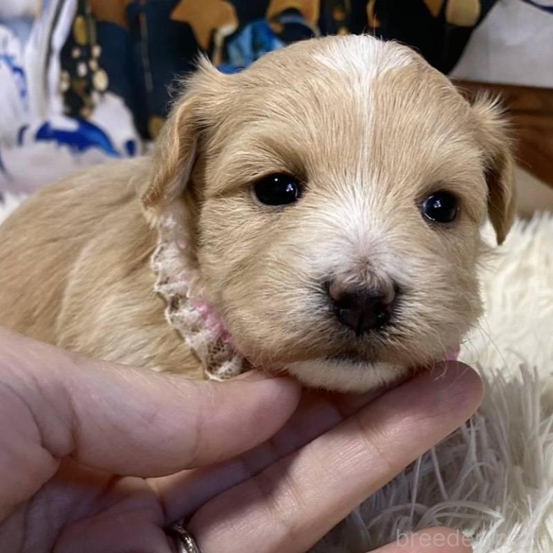 販売中の神奈川県のマルプー:マルチーズ×トイプードル-431795の3枚目