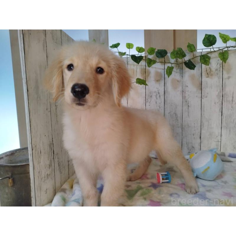 販売中の三重県のゴールデンレトリーバー-431796の5枚目