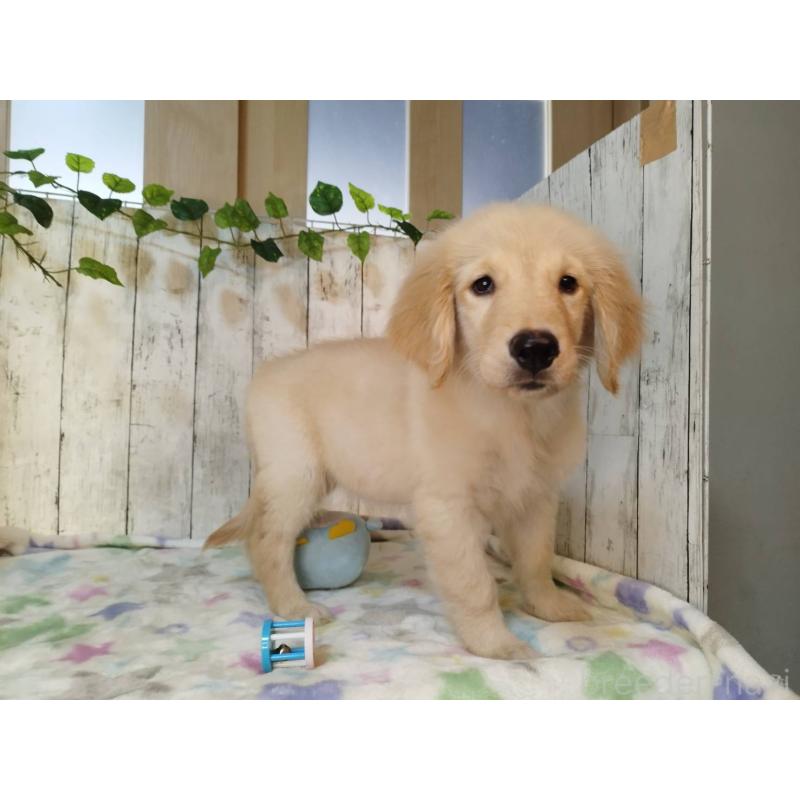 販売中の三重県のゴールデンレトリーバー-431796の4枚目