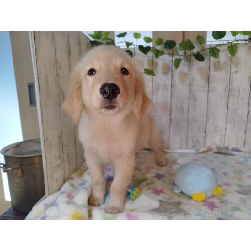 販売中の三重県のゴールデンレトリーバー-431796の3枚目