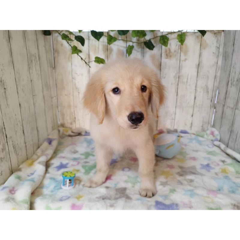 販売中の三重県のゴールデンレトリーバー-431796の2枚目