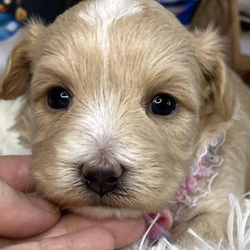 販売中の神奈川県のマルプー:マルチーズ×トイプードル-431795の2枚目