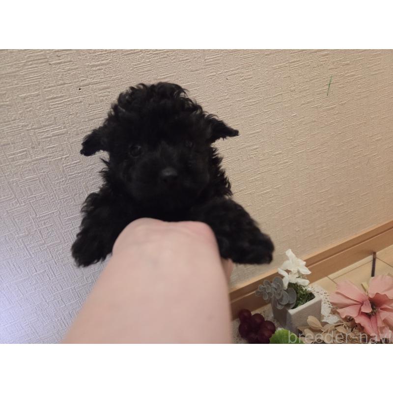 成約済の広島県のタイニープードル-423800の6枚目