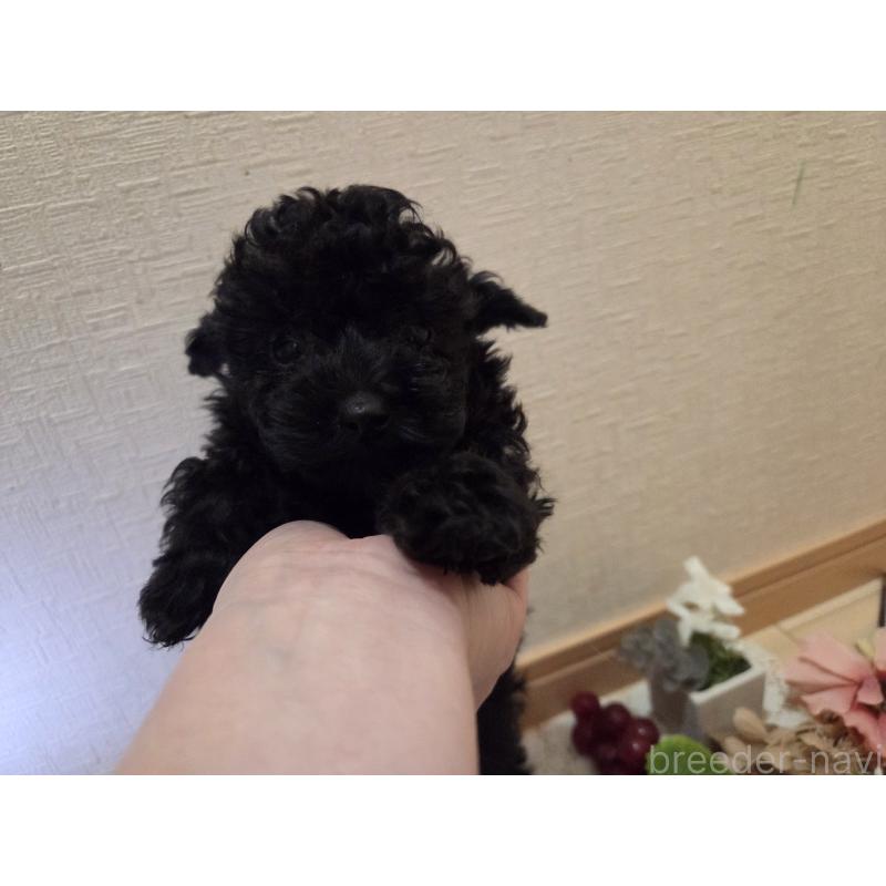 成約済の広島県のタイニープードル-423800の5枚目