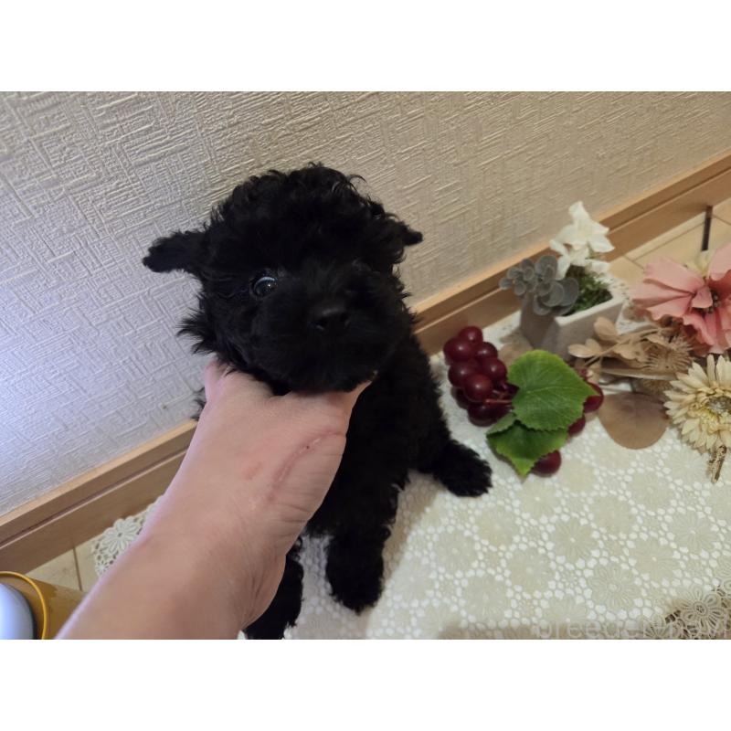 成約済の広島県のタイニープードル-423800の4枚目