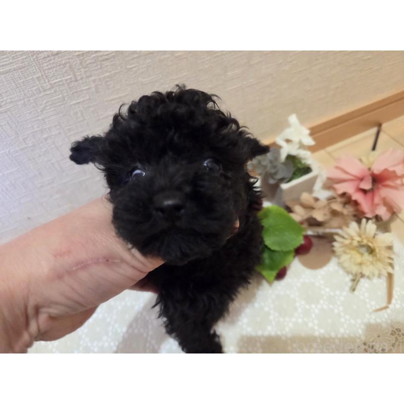 成約済の広島県のタイニープードル-423800の3枚目