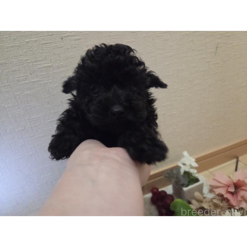 成約済の広島県のタイニープードル-423800の2枚目