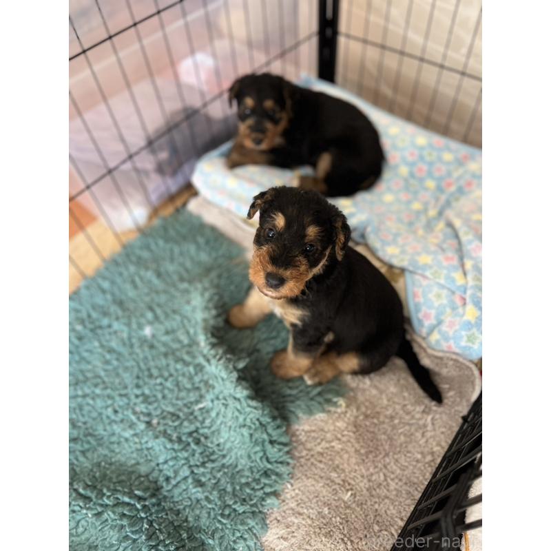 販売中の埼玉県のエアデールテリア-431800の5枚目