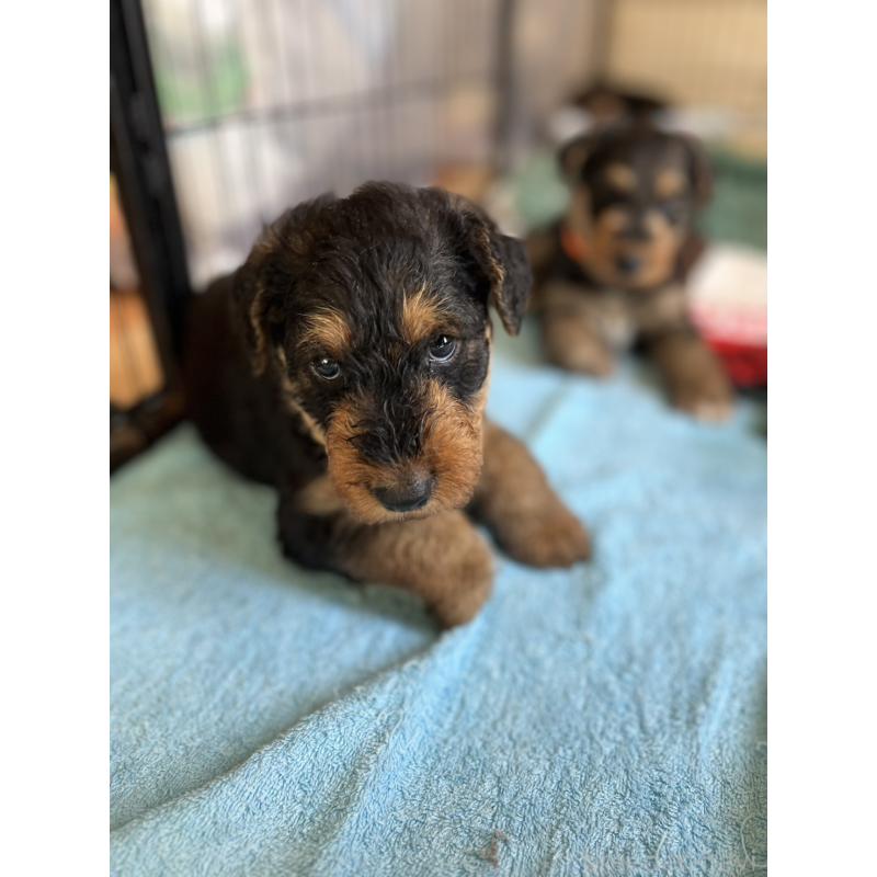 販売中の埼玉県のエアデールテリア-431800の4枚目