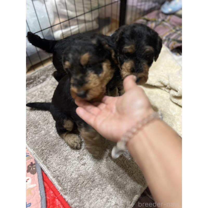 販売中の埼玉県のエアデールテリア-431800の3枚目