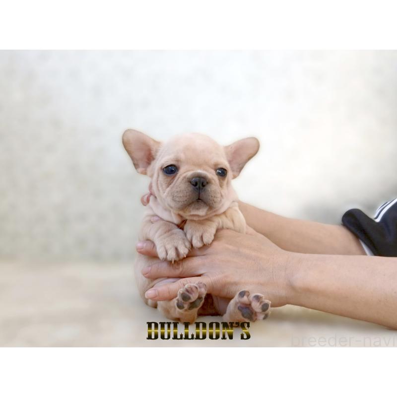 販売中の東京都のフレンチブルドッグ-431799