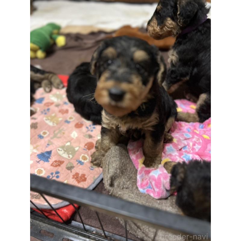 販売中の埼玉県のエアデールテリア-431800の2枚目