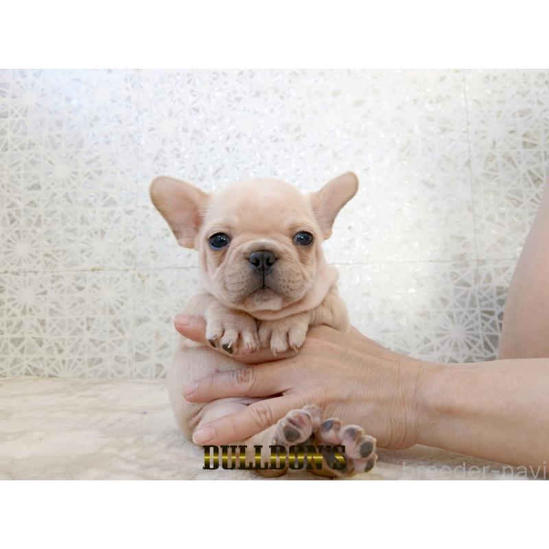 販売中の東京都のフレンチブルドッグ-431799の7枚目