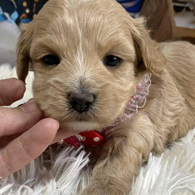 販売中の神奈川県のマルプー:マルチーズ×トイプードル-431798