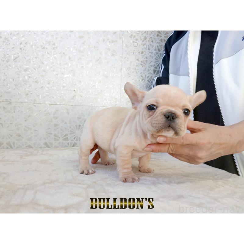 販売中の東京都のフレンチブルドッグ-431799の4枚目