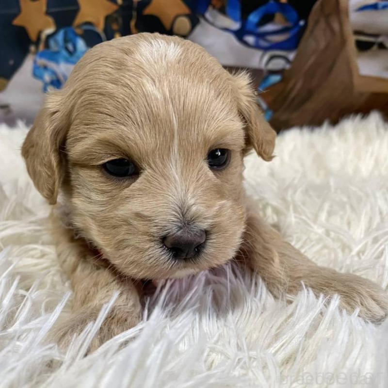 販売中の神奈川県のマルプー:マルチーズ×トイプードル-431798の7枚目