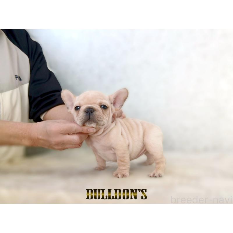 販売中の東京都のフレンチブルドッグ-431799の2枚目