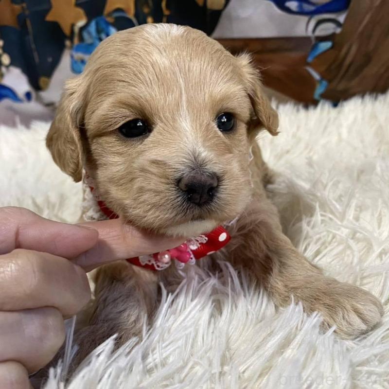 販売中の神奈川県のマルプー:マルチーズ×トイプードル-431798の6枚目